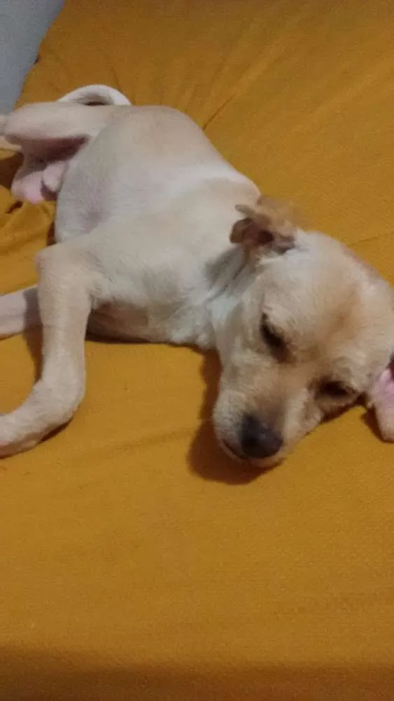 Cachorro ra a Srd idade 2 anos nome Lucky