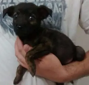 Cachorro raça SRD idade 2 a 6 meses nome Bola