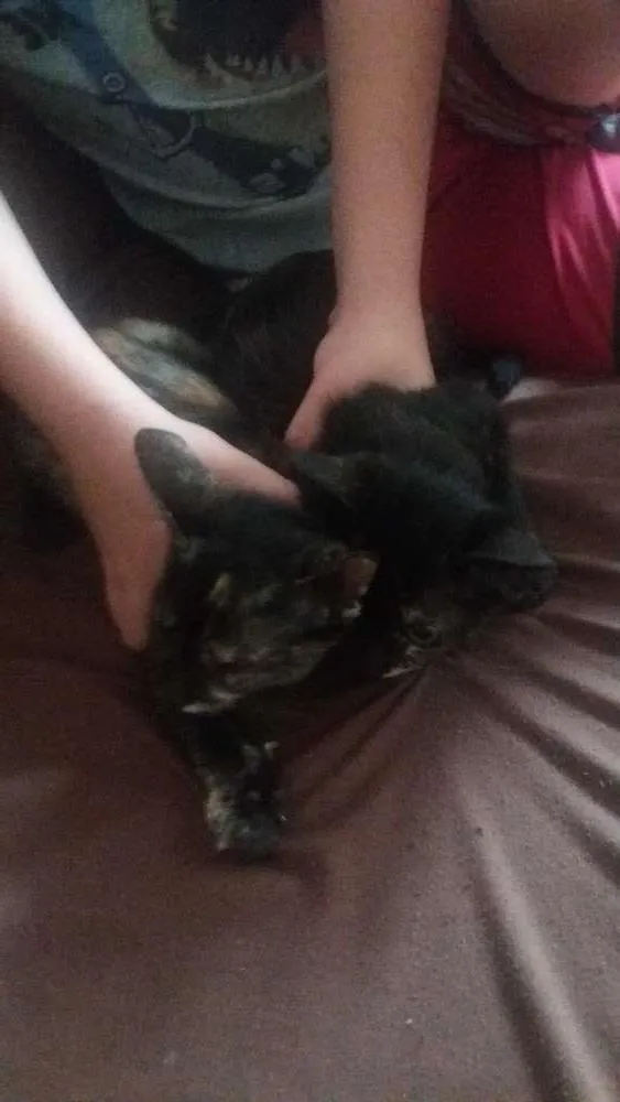 Gato ra a Mestiço  idade 2 a 6 meses nome Não tem nome