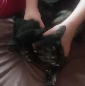 Gato raça Mestiço  idade 2 a 6 meses nome Não tem nome