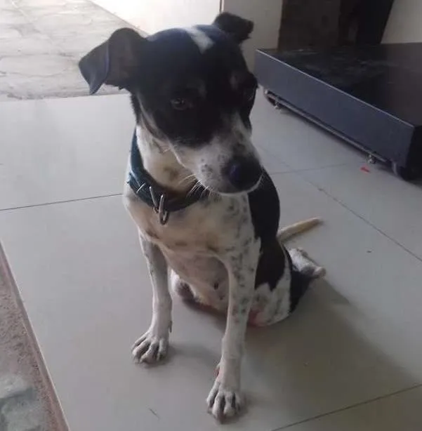 Cachorro ra a  idade 3 anos nome Severina