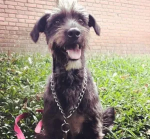 Cachorro raça Vira-Lata idade 4 anos nome Akira