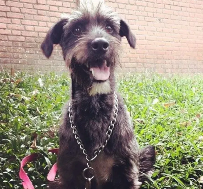 Cachorro ra a Vira-Lata idade 4 anos nome Akira