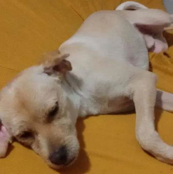 Cachorro ra a Srd idade 2 anos nome Lucky