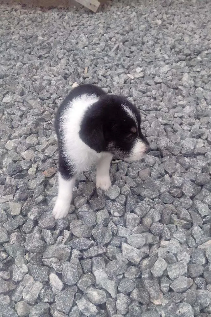 Cachorro ra a  idade Abaixo de 2 meses nome Perola