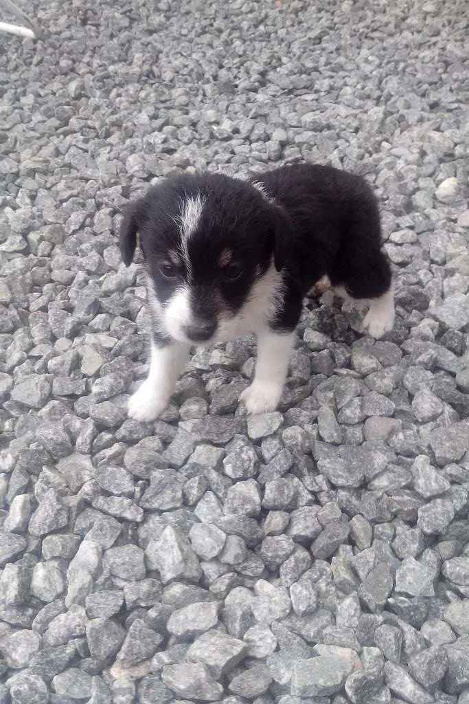 Cachorro ra a  idade Abaixo de 2 meses nome Perola