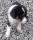 Perola
