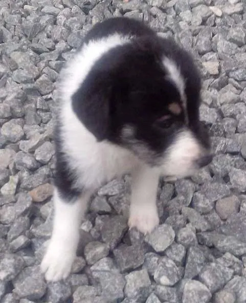 Cachorro ra a  idade Abaixo de 2 meses nome Perola