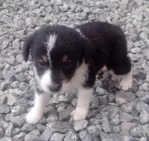 Cachorro raça  idade Abaixo de 2 meses nome Perola