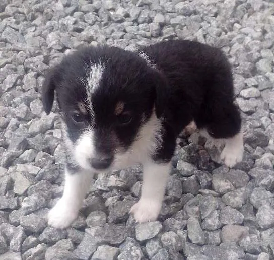 Cachorro ra a  idade Abaixo de 2 meses nome Perola