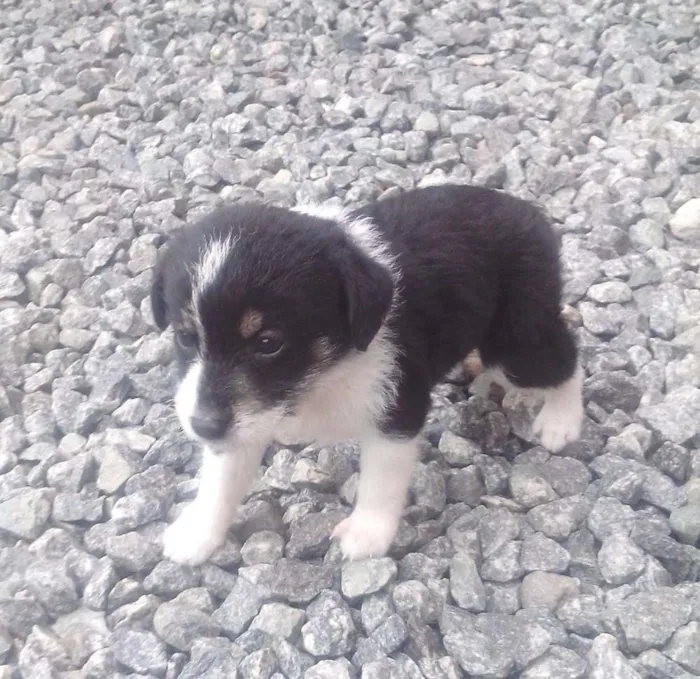 Cachorro ra a  idade Abaixo de 2 meses nome Perola