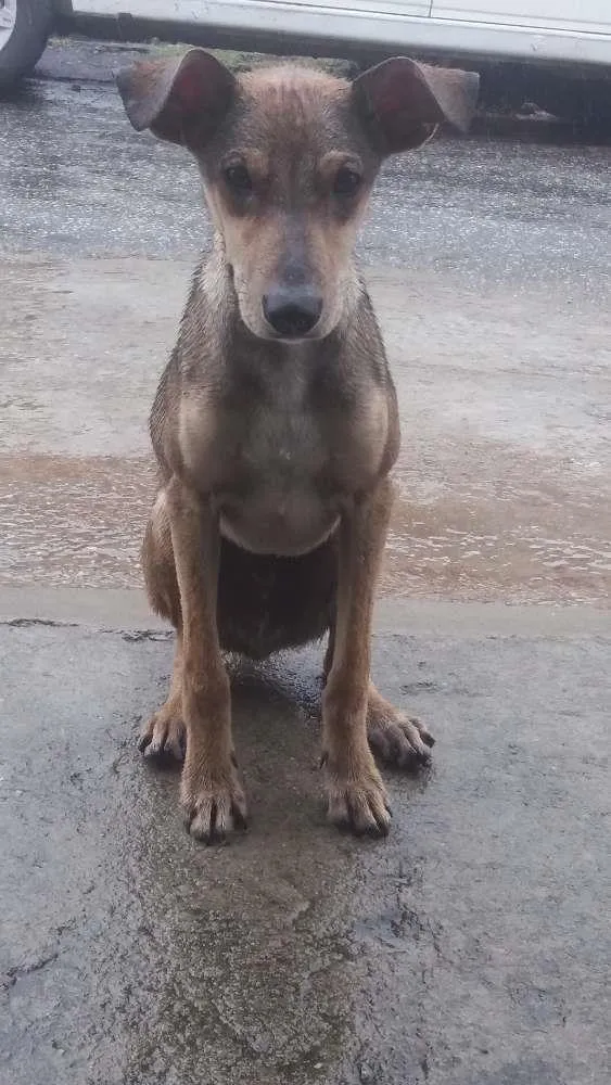 Cachorro raça Indefinida idade 1 ano nome Nao tem