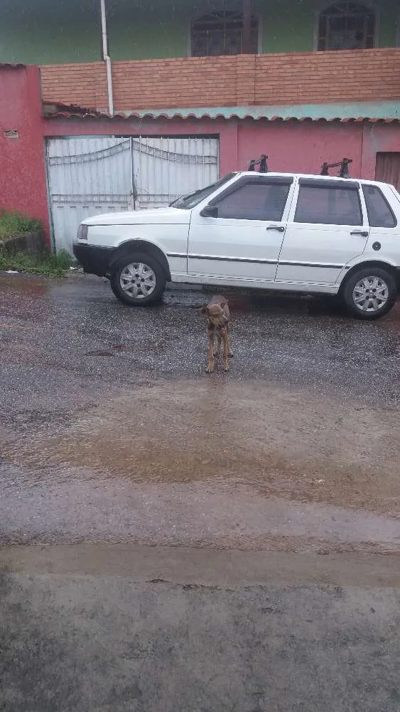 Cachorro raça Indefinida idade 1 ano nome Nao tem