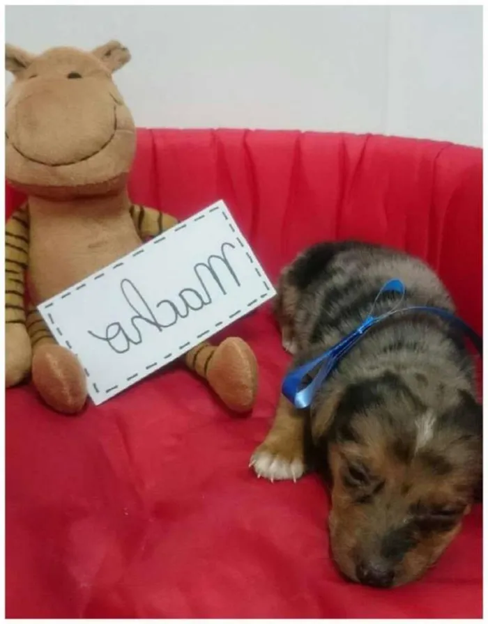 Cachorro ra a SRD idade Abaixo de 2 meses nome Filhote