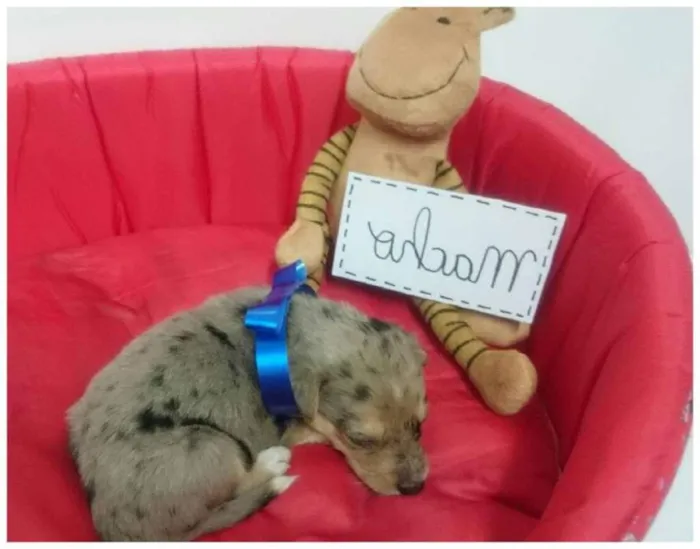 Cachorro ra a SRD idade Abaixo de 2 meses nome Filhote