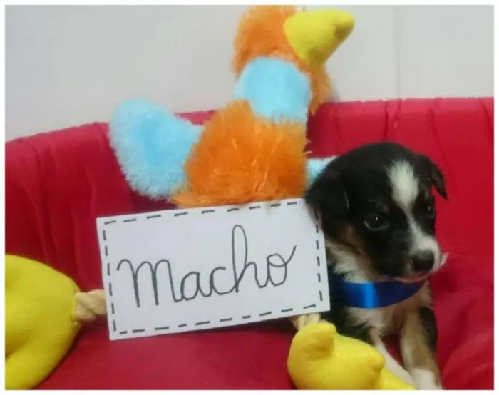 Cachorro ra a SRD idade Abaixo de 2 meses nome Filhote