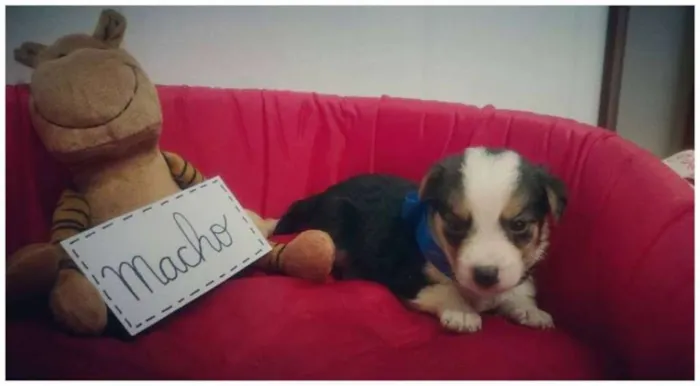 Cachorro ra a SRD idade Abaixo de 2 meses nome Filhote