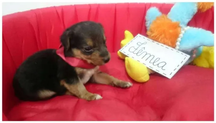Cachorro ra a SRD idade Abaixo de 2 meses nome Filhote