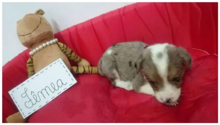 Cachorro ra a SRD idade Abaixo de 2 meses nome Filhote
