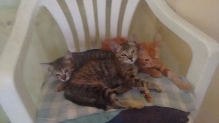 Gato ra a  idade Abaixo de 2 meses nome Kiko/Leandro/Bruna