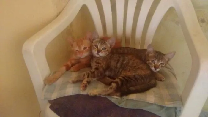 Gato ra a  idade Abaixo de 2 meses nome Kiko/Leandro/Bruna