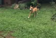 Pirulito