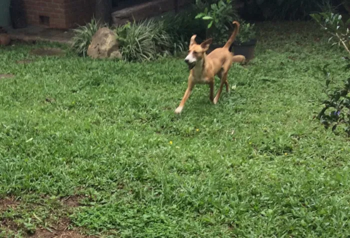 Cachorro ra a Srd  idade 1 ano nome Pirulito