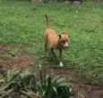 Pirulito
