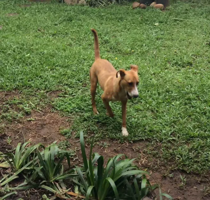 Cachorro ra a Srd  idade 1 ano nome Pirulito
