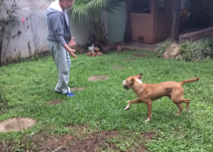 Cachorro ra a Srd  idade 1 ano nome Pirulito