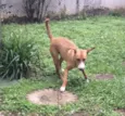 Pirulito