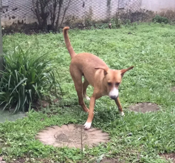 Cachorro ra a Srd  idade 1 ano nome Pirulito