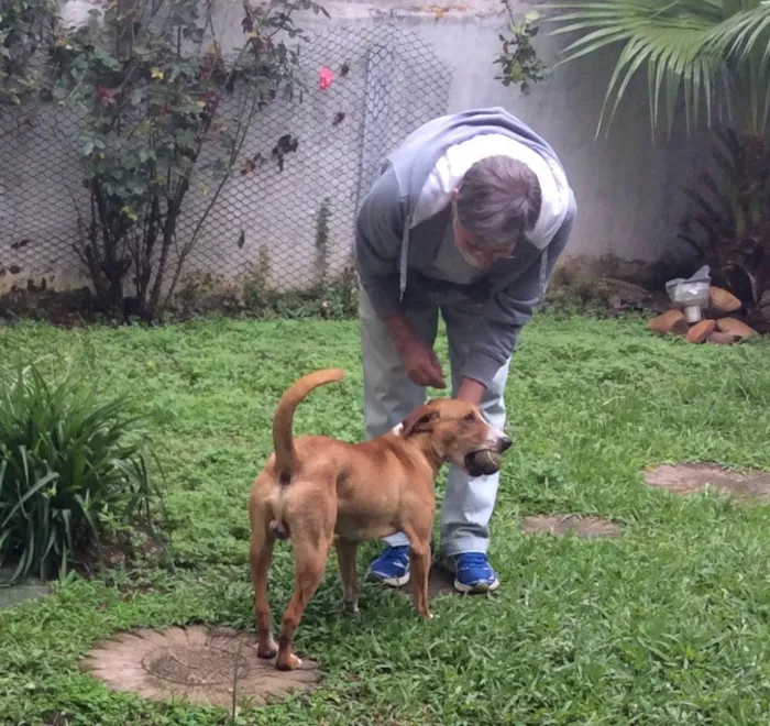 Cachorro ra a Srd  idade 1 ano nome Pirulito