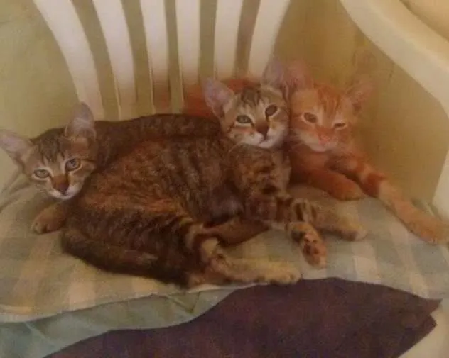 Gato ra a  idade Abaixo de 2 meses nome Kiko/Leandro/Bruna