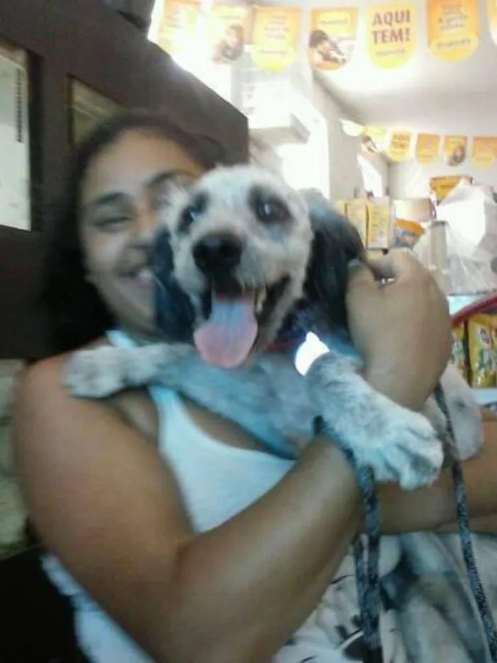 Cachorro ra a Schnoodle idade 7 a 11 meses nome Bob