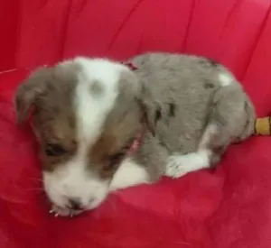 Cachorro raça SRD idade Abaixo de 2 meses nome Filhote