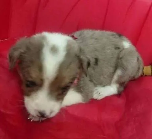 Cachorro ra a SRD idade Abaixo de 2 meses nome Filhote
