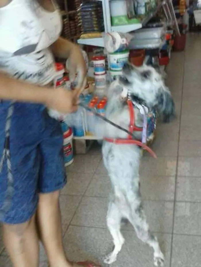 Cachorro ra a Schnoodle idade 7 a 11 meses nome Bob