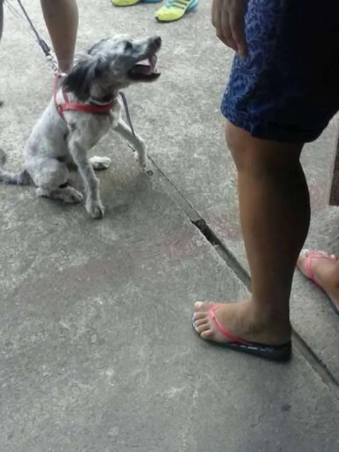 Cachorro ra a Schnoodle idade 7 a 11 meses nome Bob