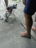 Bob