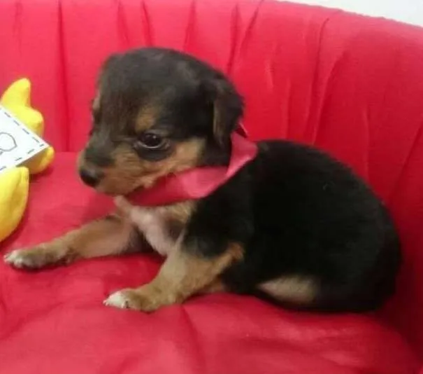 Cachorro ra a SRD idade Abaixo de 2 meses nome Filhote