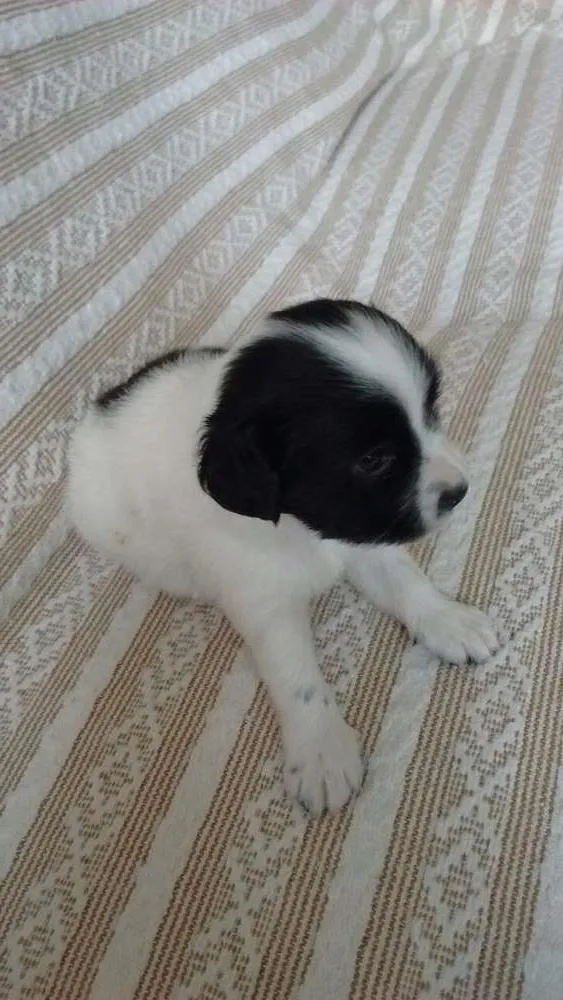 Cachorro ra a Srd idade Abaixo de 2 meses nome Sem nome 