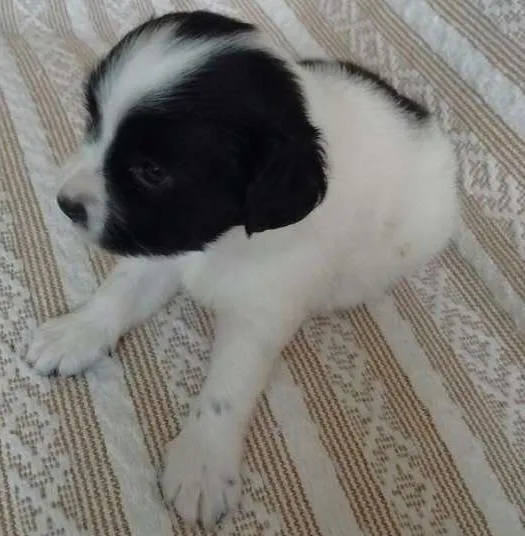 Cachorro ra a Srd idade Abaixo de 2 meses nome Sem nome 