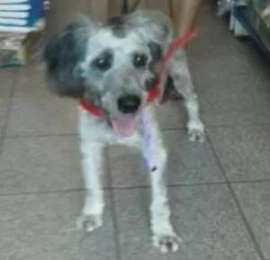 Cachorro raça Schnoodle idade 7 a 11 meses nome Bob