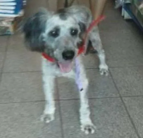 Cachorro ra a Schnoodle idade 7 a 11 meses nome Bob