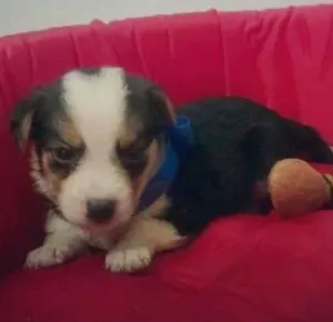 Cachorro raça SRD idade Abaixo de 2 meses nome Filhote