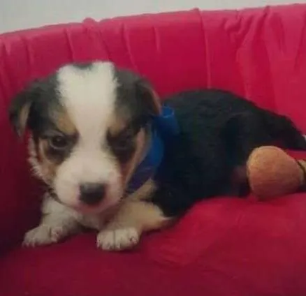 Cachorro ra a SRD idade Abaixo de 2 meses nome Filhote