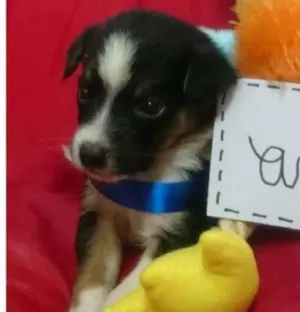 Cachorro raça SRD idade Abaixo de 2 meses nome Filhote