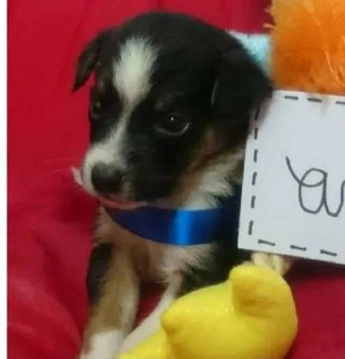 Cachorro ra a SRD idade Abaixo de 2 meses nome Filhote