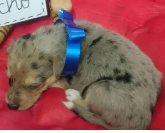 Cachorro ra a SRD idade Abaixo de 2 meses nome Filhote